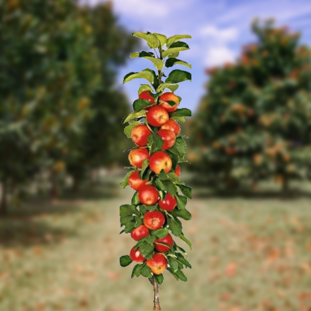 Column Apple Obelisk