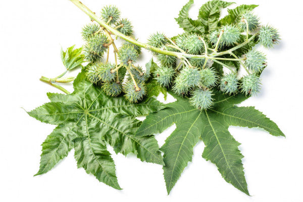 500+ Castor seeds, Castor beans, Castor plant seeds-10