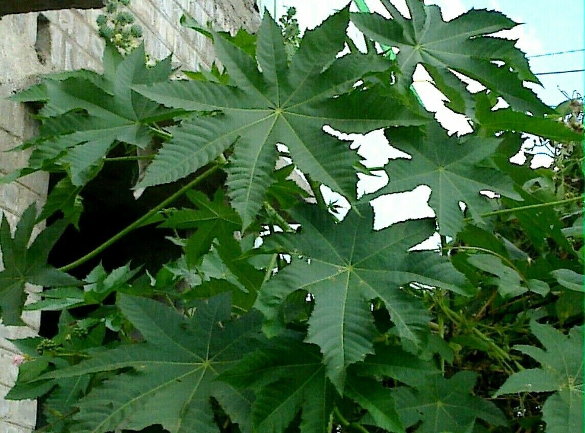 500+ Castor seeds, Castor beans, Castor plant seeds-6