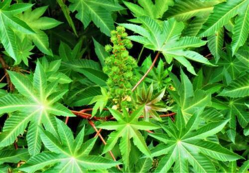500+ Castor seeds, Castor beans, Castor plant seeds-7
