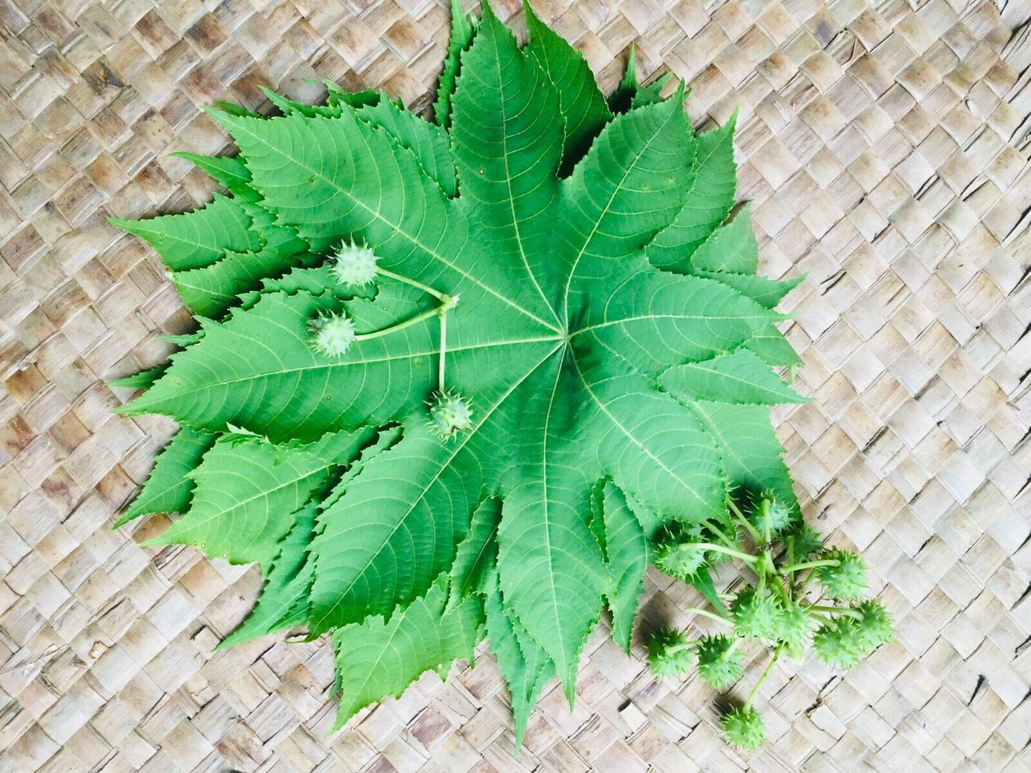 500+ Castor seeds, Castor beans, Castor plant seeds-8