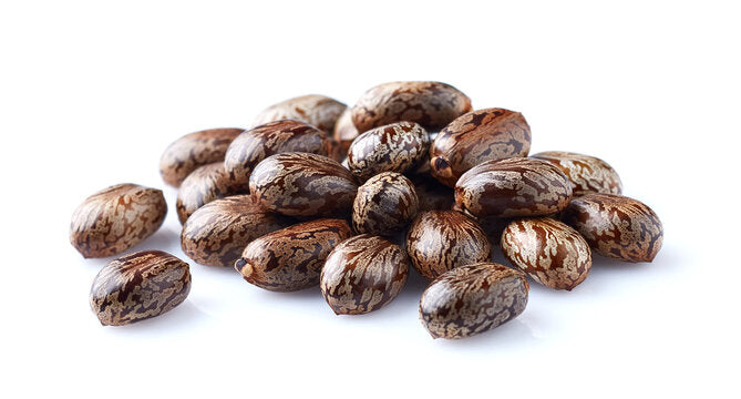 500+ Castor seeds, Castor beans, Castor plant seeds-1