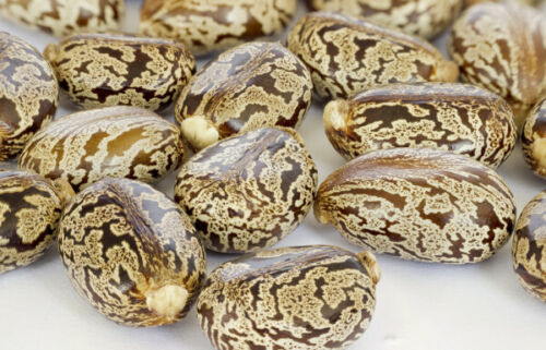 500+ Castor seeds, Castor beans, Castor plant seeds-5