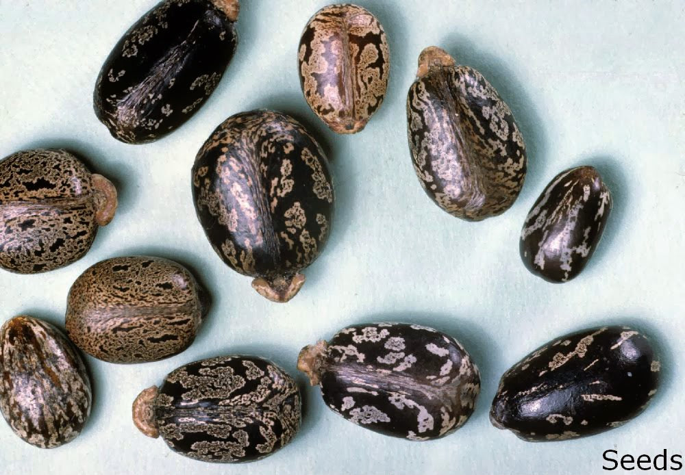 500+ Castor seeds, Castor beans, Castor plant seeds-3