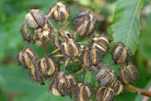 500+ Castor seeds, Castor beans, Castor plant seeds-4