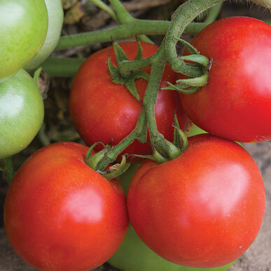 200+ Tomato seeds, Large Red Cherry Tomato Seeds, Tomatoes Vegetable Fruit Seeds-0