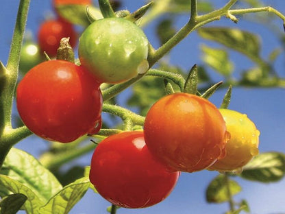 200+ Tomato seeds, Large Red Cherry Tomato Seeds, Tomatoes Vegetable Fruit Seeds-14