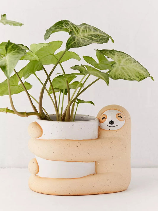 Cute, Creative And  Green Plant Potted Plants