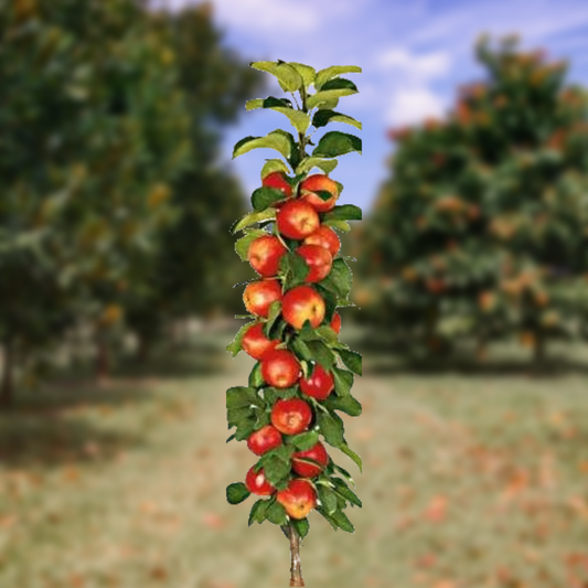 Column Apple Obelisk