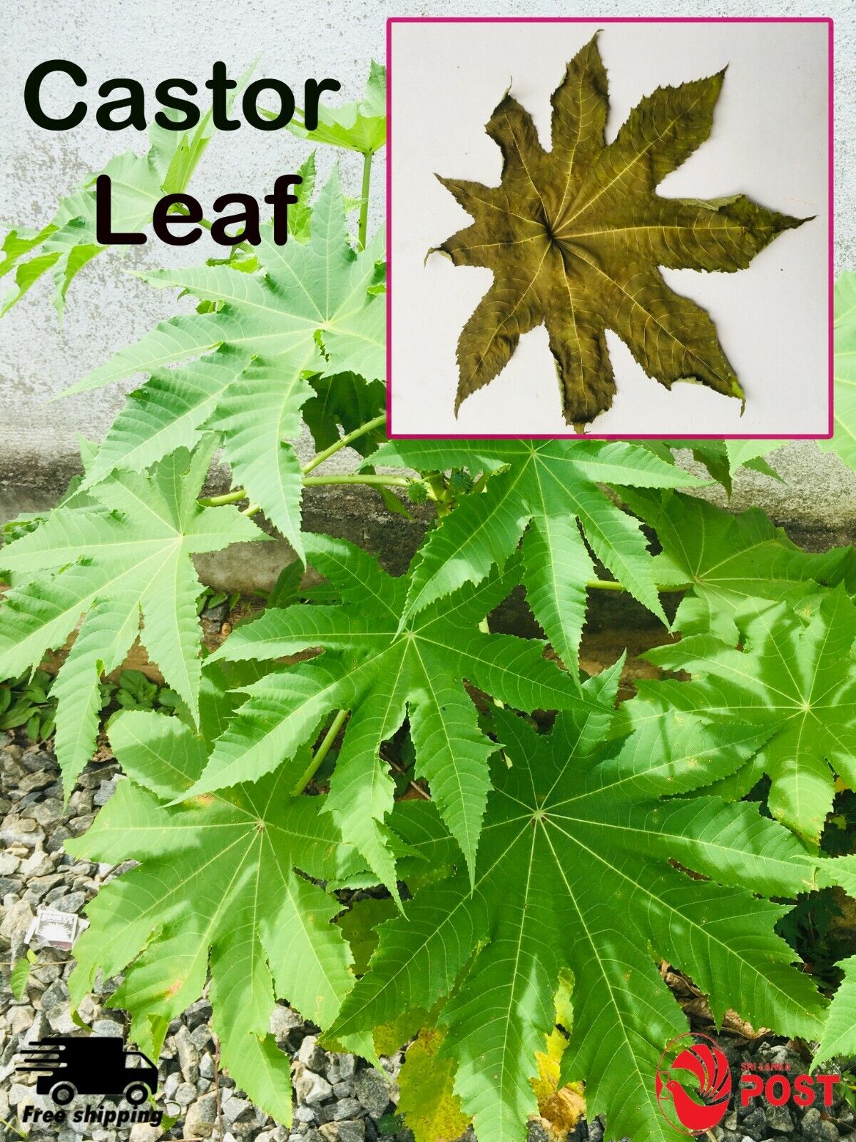 500+ Castor seeds, Castor beans, Castor plant seeds-9