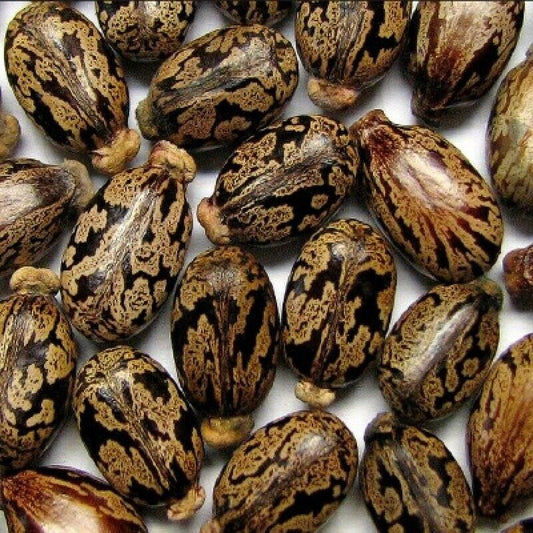 500+ Castor seeds, Castor beans, Castor plant seeds-0