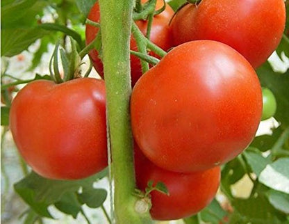 200+ Tomato seeds, Large Red Cherry Tomato Seeds, Tomatoes Vegetable Fruit Seeds-6