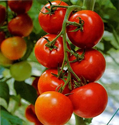 200+ Tomato seeds, Large Red Cherry Tomato Seeds, Tomatoes Vegetable Fruit Seeds-7