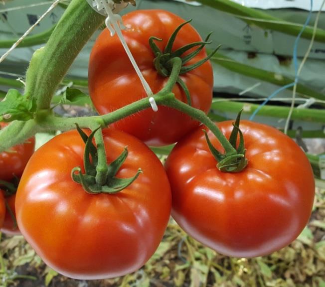 200+ Tomato seeds, Large Red Cherry Tomato Seeds, Tomatoes Vegetable Fruit Seeds-8